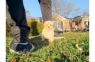 Maltipoo Puppy for Adoption