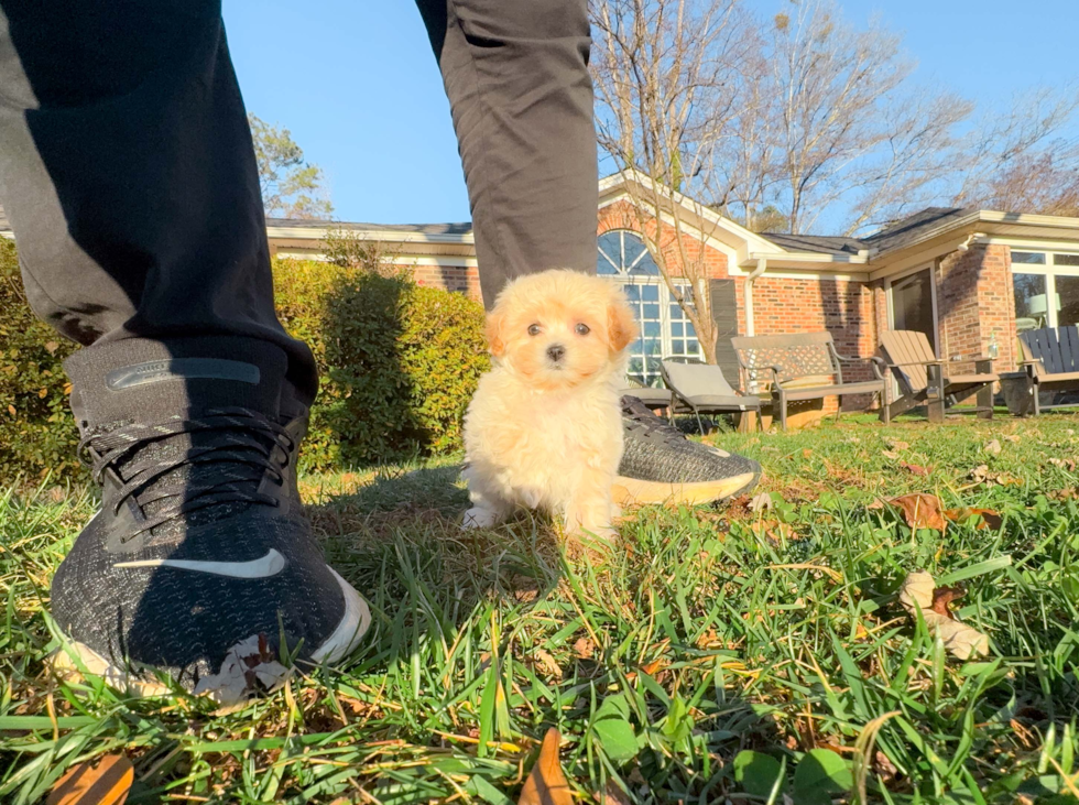 Maltipoo Puppy for Adoption