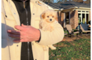 Maltipoo Puppy for Adoption