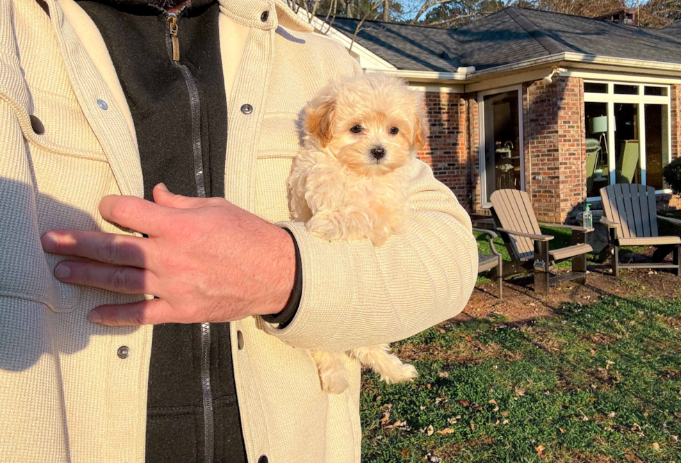 Maltipoo Puppy for Adoption