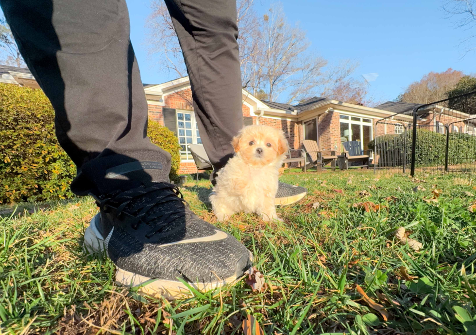 Best Maltipoo Baby