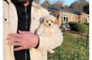 Cute Malt a Poo Poodle Mix Puppy