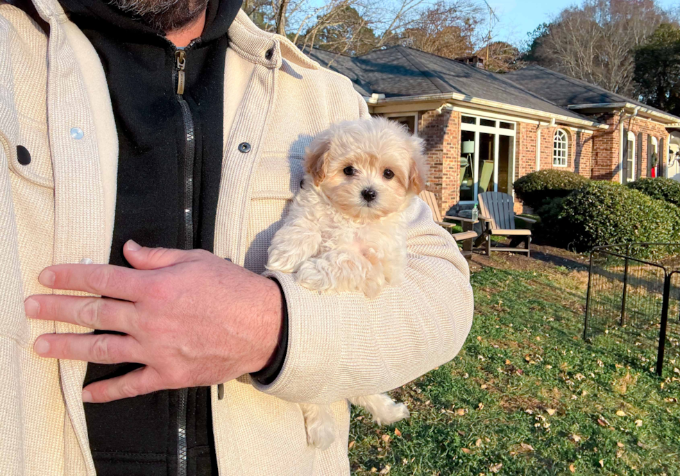 Cute Malt a Poo Poodle Mix Puppy