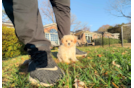 Maltipoo Pup Being Cute