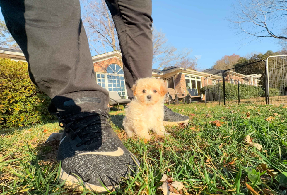 Maltipoo Pup Being Cute