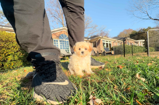 Maltipoo Pup Being Cute