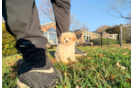 Cute Malt a Poo Poodle Mix Puppy