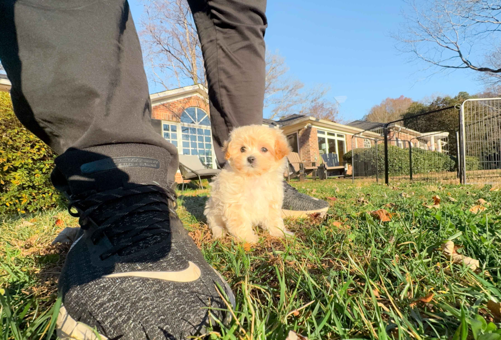 Cute Malt a Poo Poodle Mix Puppy