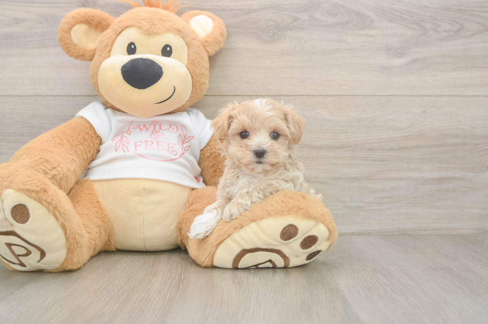 5 week old Maltipoo Puppy For Sale - Simply Southern Pups