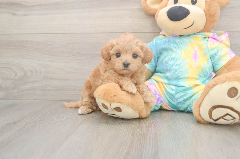5 week old Maltipoo Puppy For Sale - Simply Southern Pups