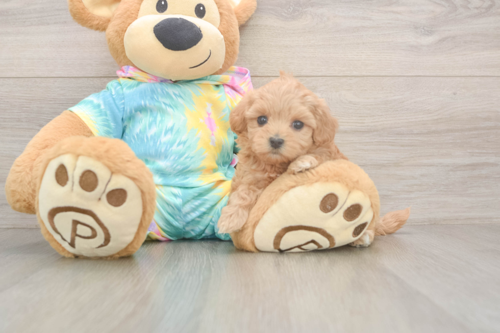 Best Maltipoo Baby