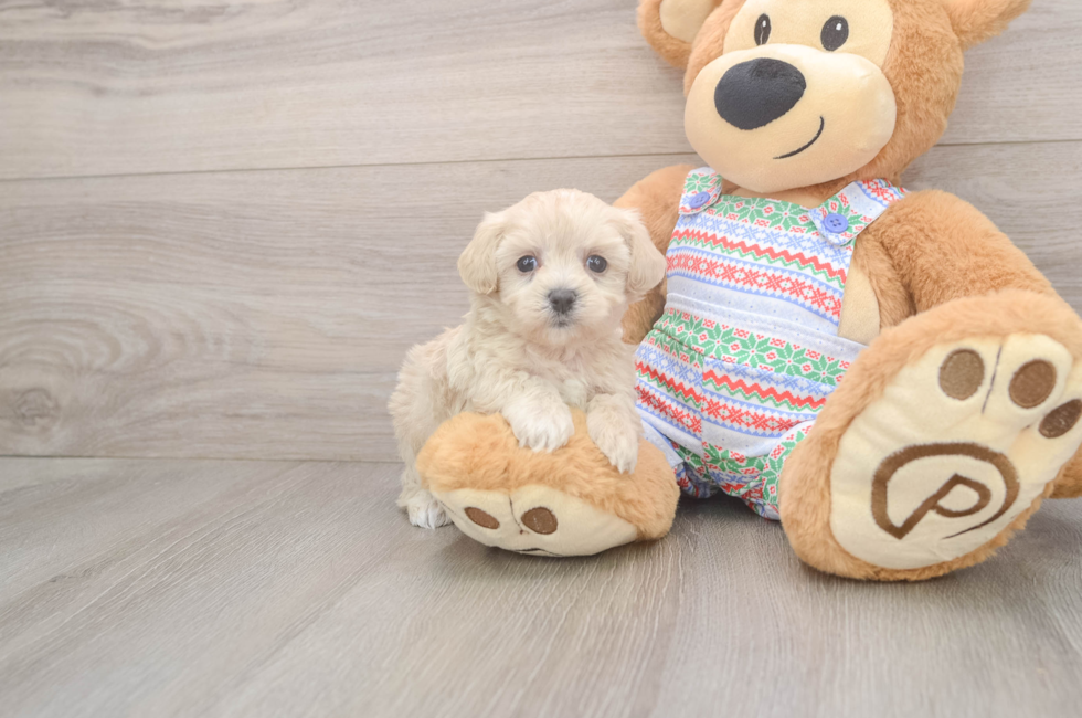5 week old Maltipoo Puppy For Sale - Simply Southern Pups