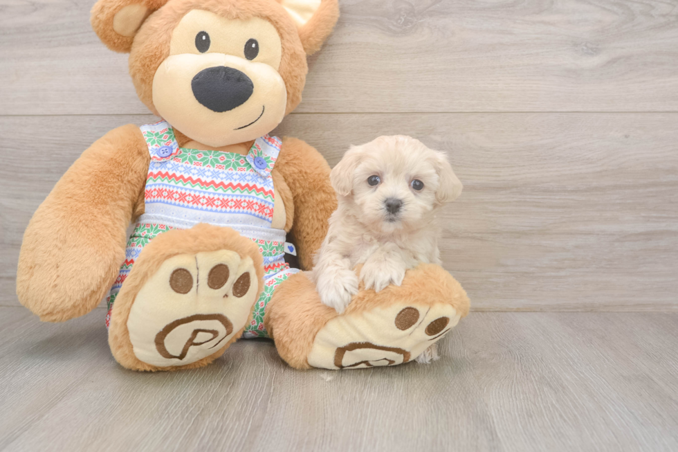 Best Maltipoo Baby