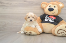 Maltipoo Pup Being Cute