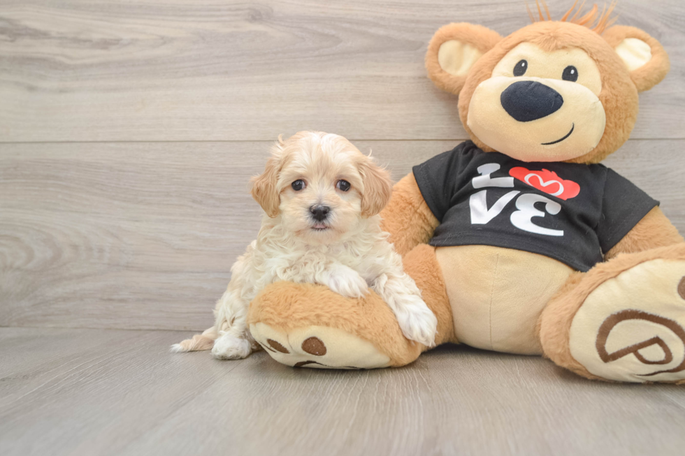 Maltipoo Pup Being Cute