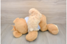 Best Maltipoo Baby