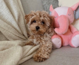 Maltipoo Puppies For Sale Simply Southern Pups