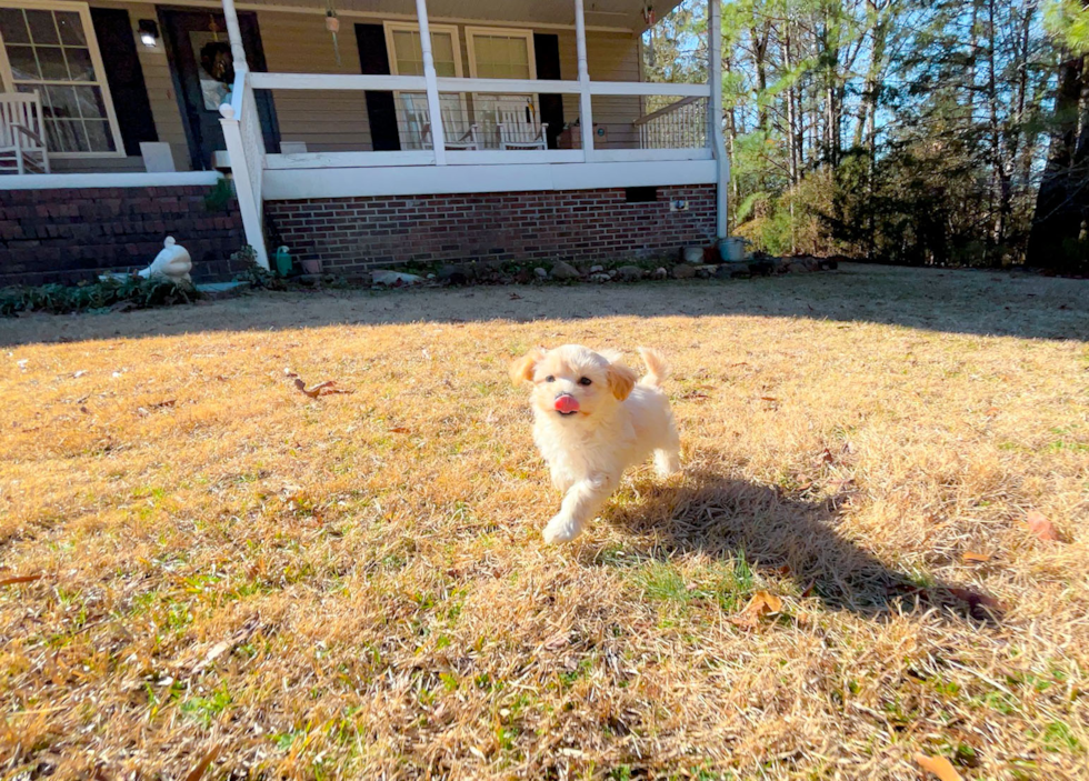 Cute Maltipoo Poodle Mix Pup