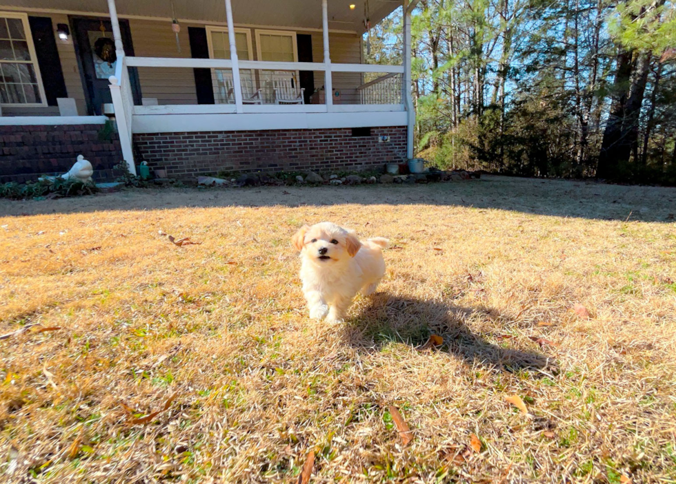 Cute Malt a Poo Poodle Mix Puppy