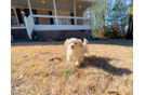 Cute Malt a Poo Poodle Mix Puppy