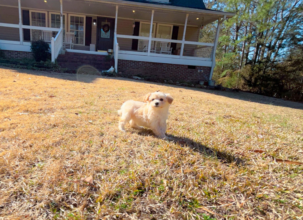 Cute Malt a Poo Poodle Mix Puppy