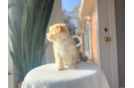 Cute Maltipoo Baby
