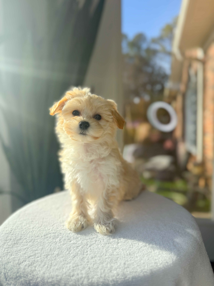 Cute Maltipoo Baby