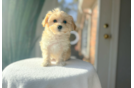Best Maltipoo Baby