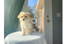 Maltipoo Pup Being Cute