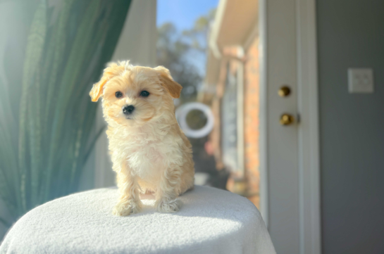 Maltipoo Pup Being Cute