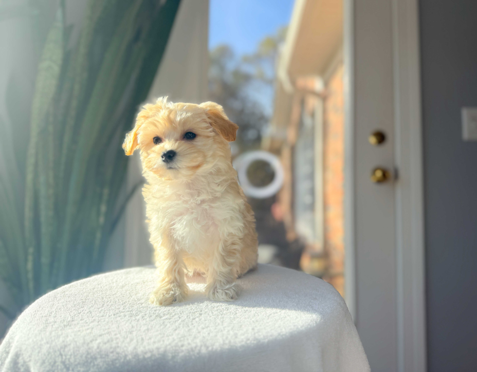 Cute Malt a Poo Poodle Mix Puppy