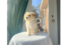 Best Maltipoo Baby