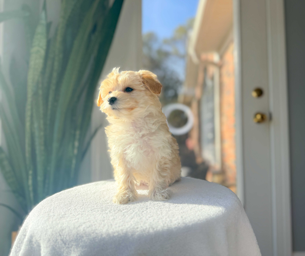 Best Maltipoo Baby