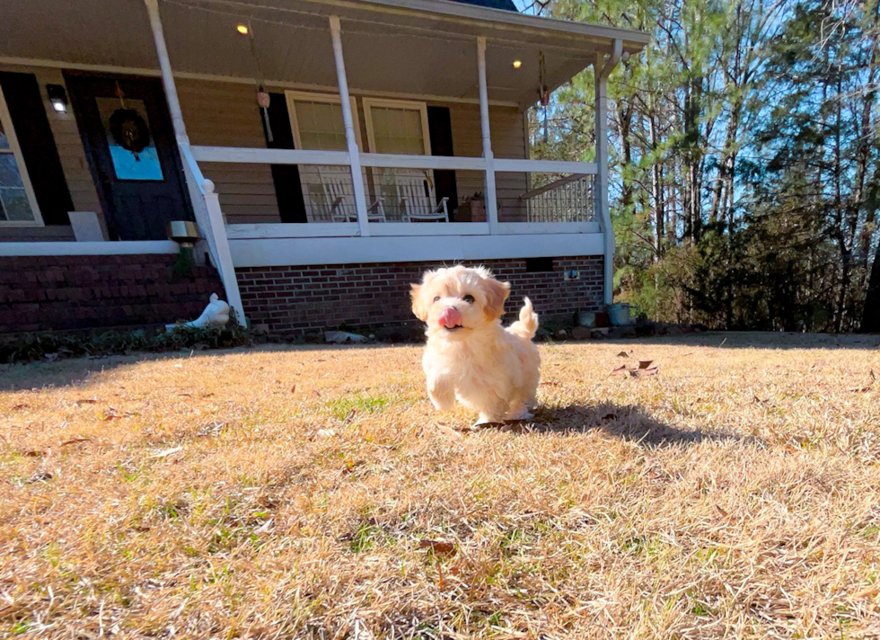 Maltipoo Puppy for Adoption