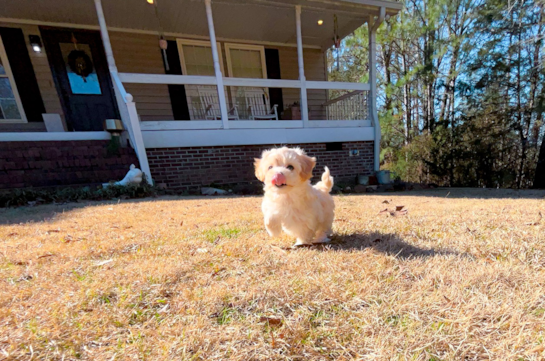 Maltipoo Puppy for Adoption