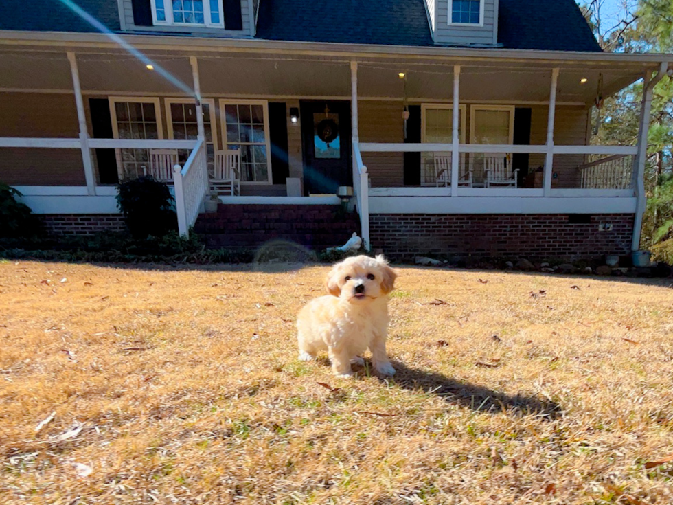 Cute Maltipoo Poodle Mix Pup