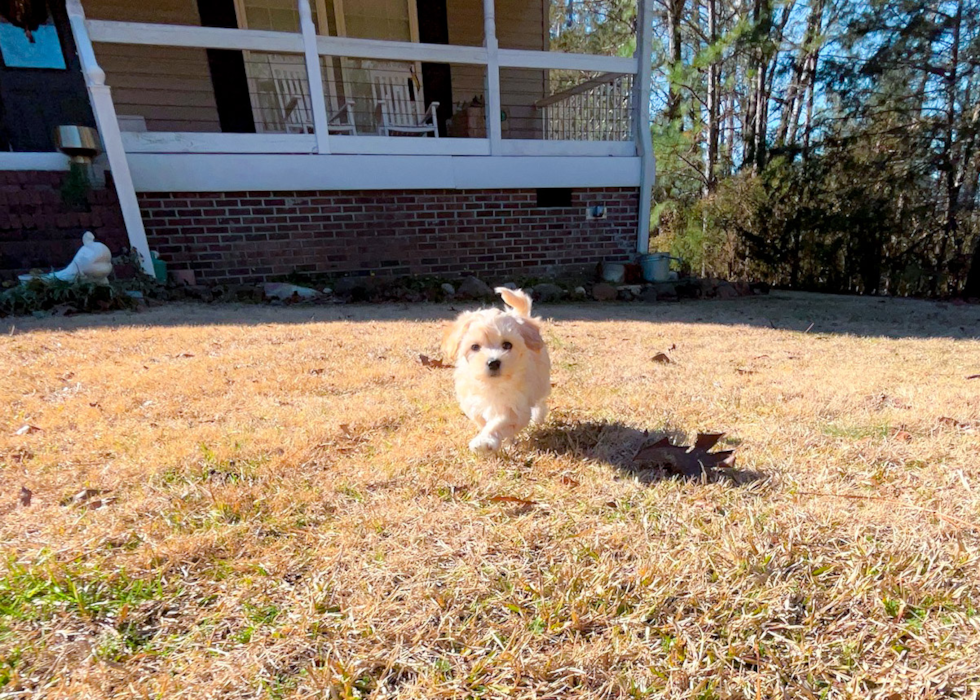 Cute Malt a Poo Poodle Mix Puppy
