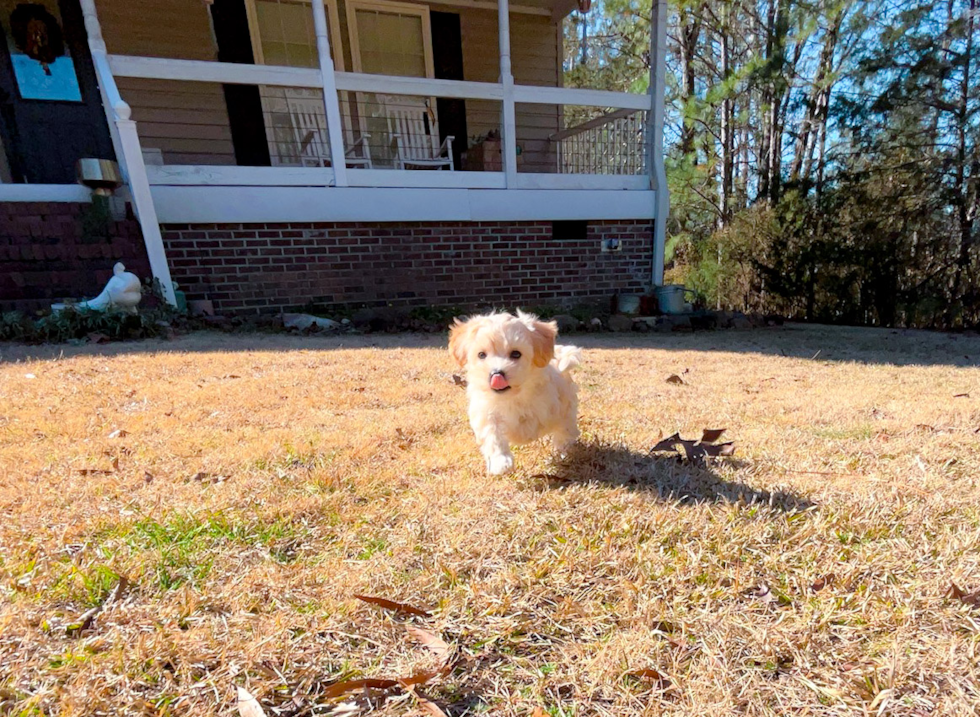 Cute Maltipoo Poodle Mix Pup