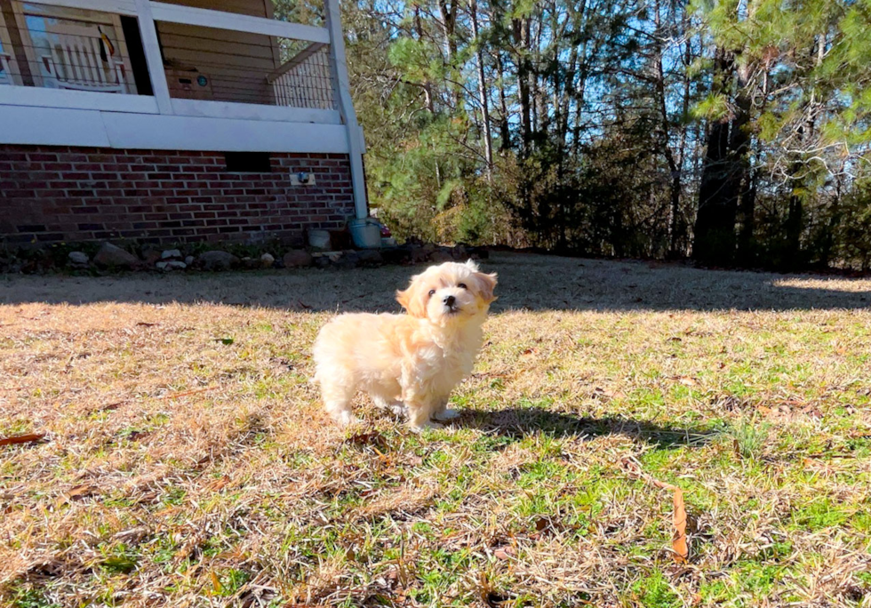 Cute Malt a Poo Poodle Mix Puppy