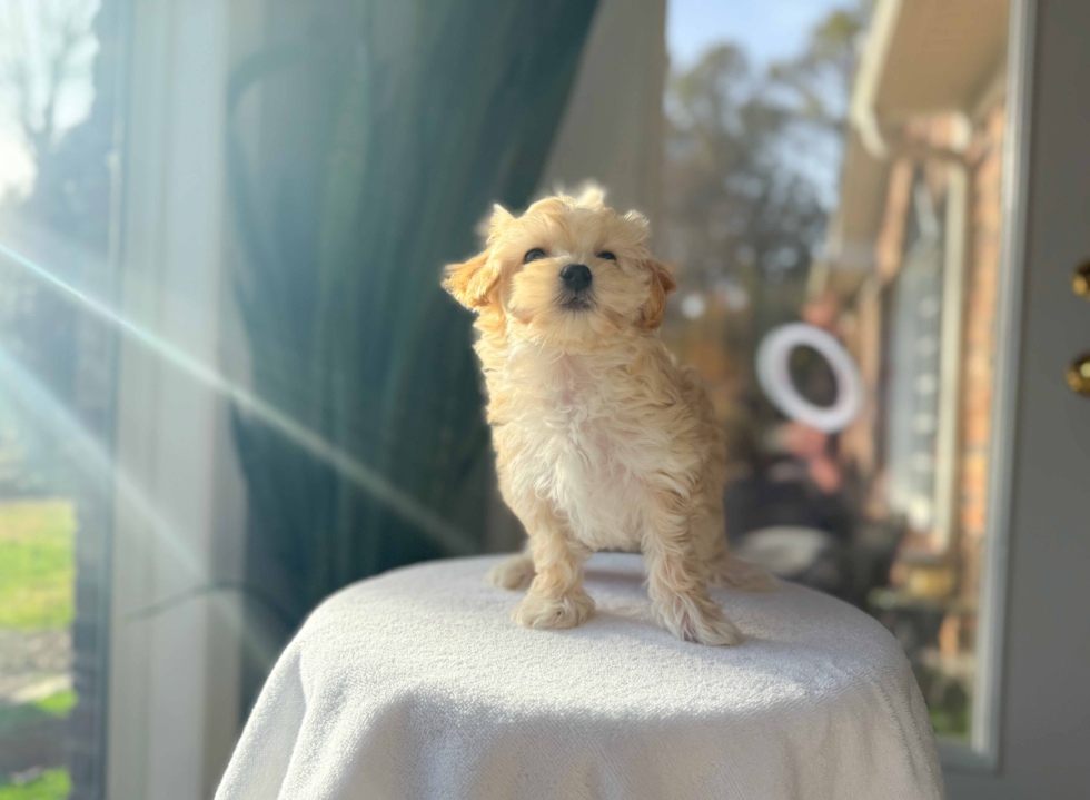 Maltipoo Puppy for Adoption