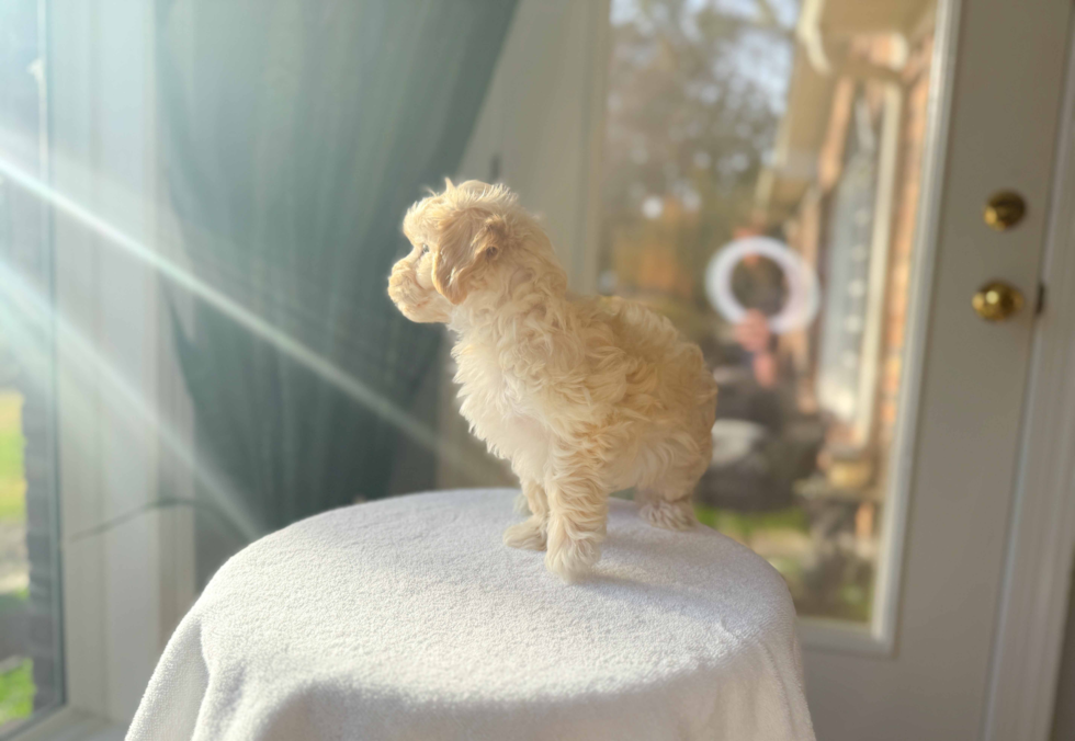 Maltipoo Puppy for Adoption