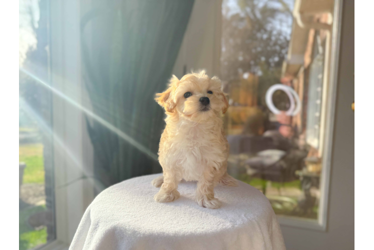 Cute Malt a Poo Poodle Mix Puppy