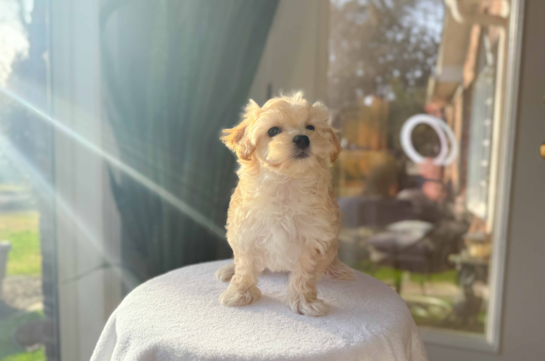 Cute Malt a Poo Poodle Mix Puppy