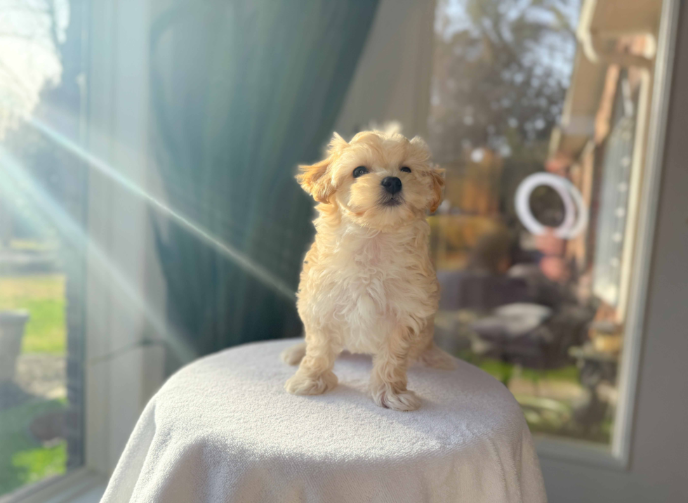 Best Maltipoo Baby