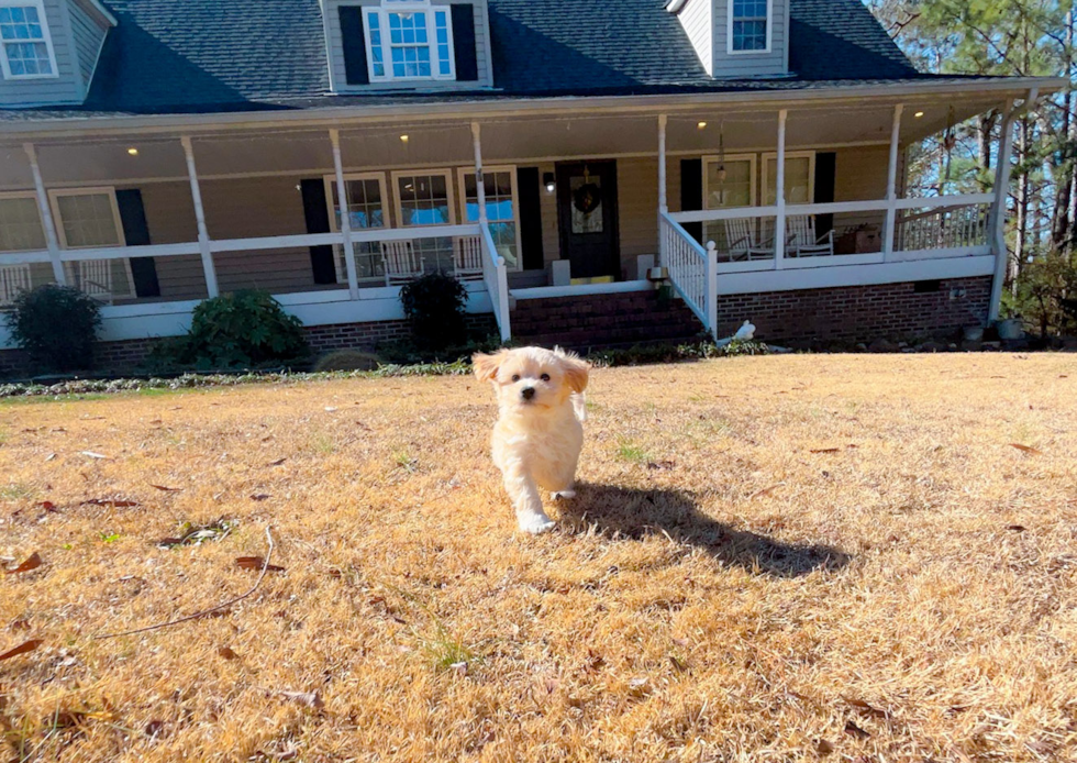 Maltipoo Puppy for Adoption