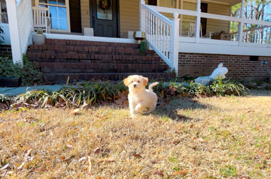 Maltipoo Pup Being Cute
