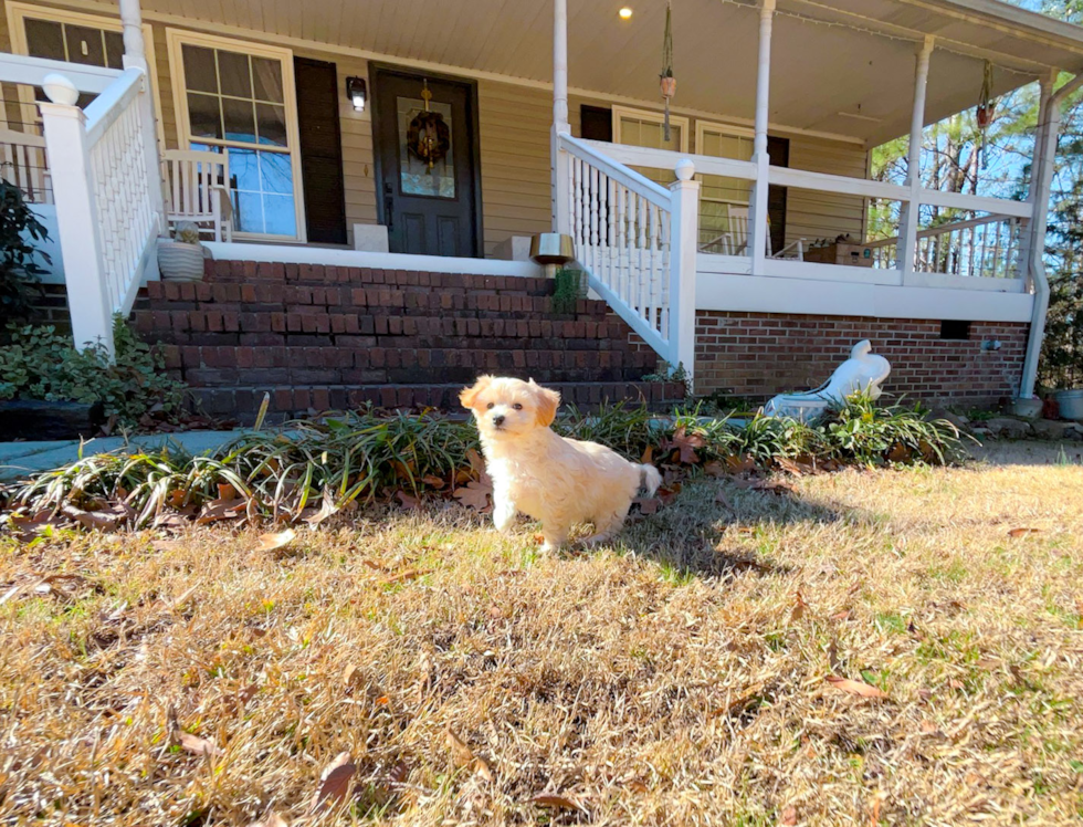 Cute Malt a Poo Poodle Mix Puppy