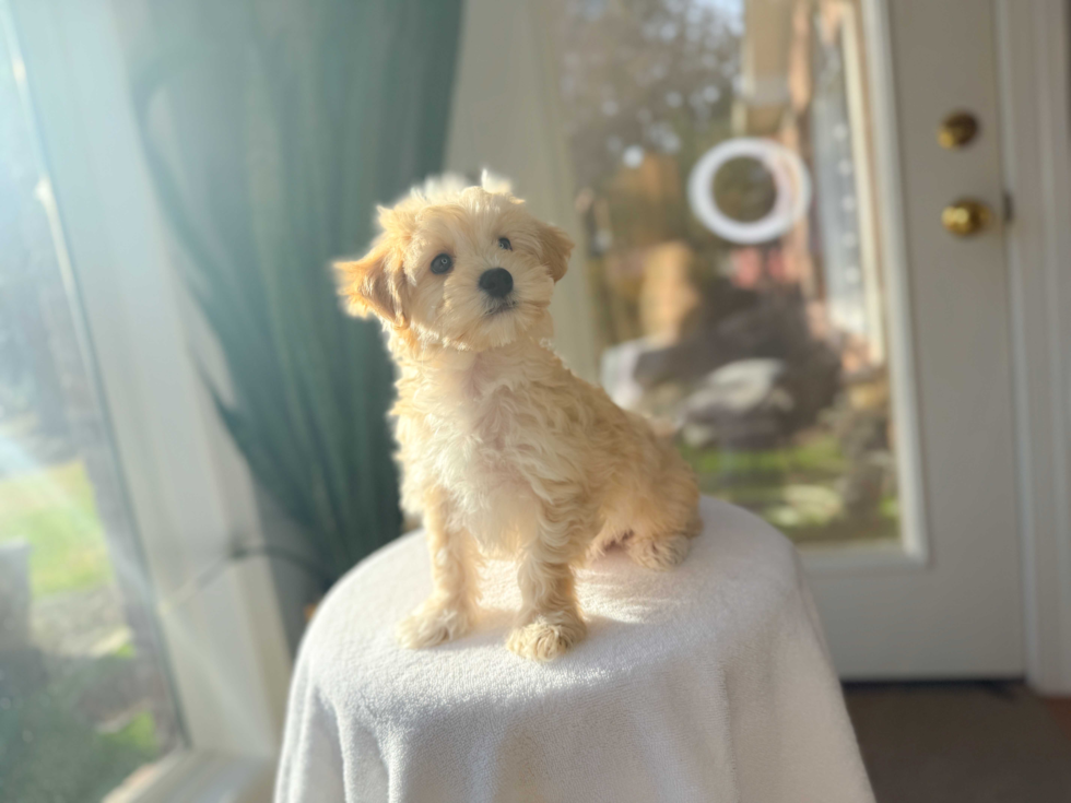 Best Maltipoo Baby