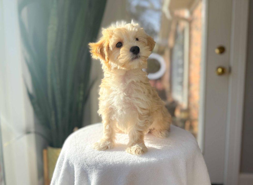 Best Maltipoo Baby