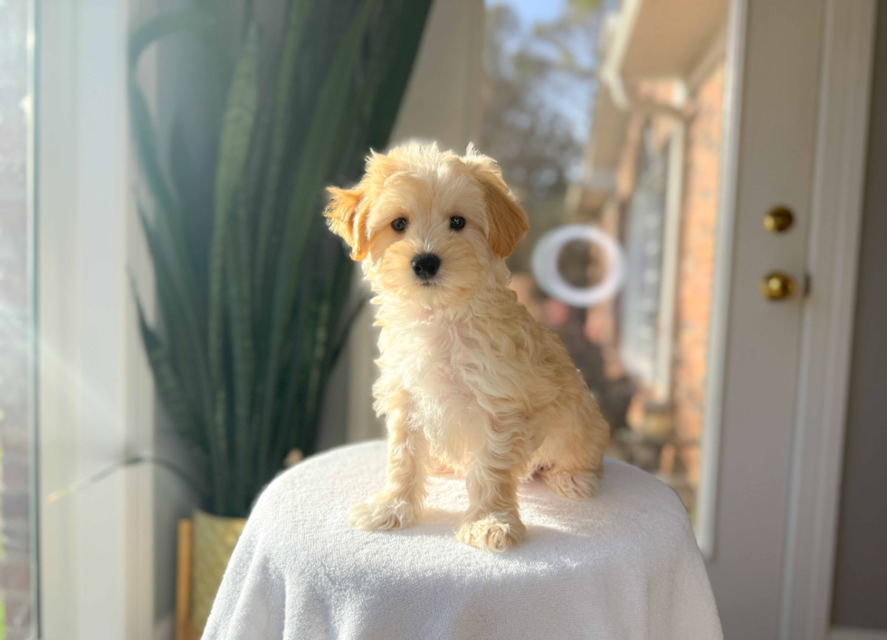 Cute Maltipoo Poodle Mix Pup